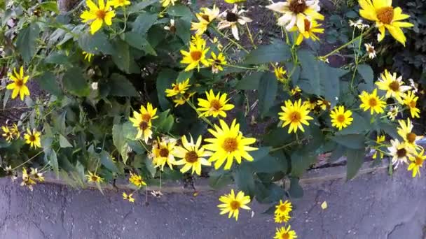 Flores amarillas de equinácea se balancean en el viento, en el macizo de flores de la ciudad — Vídeo de stock