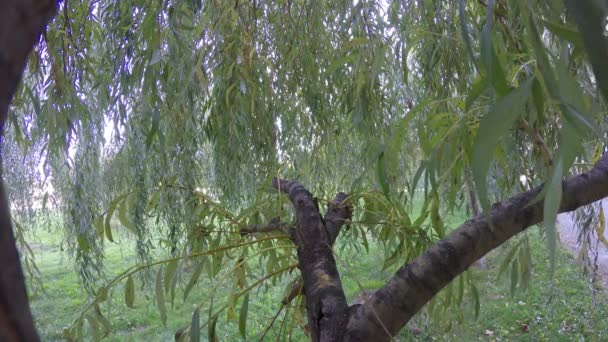 Willow takken met bladeren zwaaiend in de wind in de kroon van de boom, een boomstam — Stockvideo