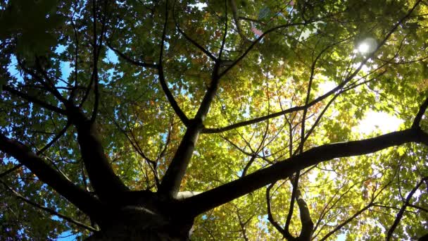 O sol rompendo folhas e os ramos de uma árvore de bordo — Vídeo de Stock