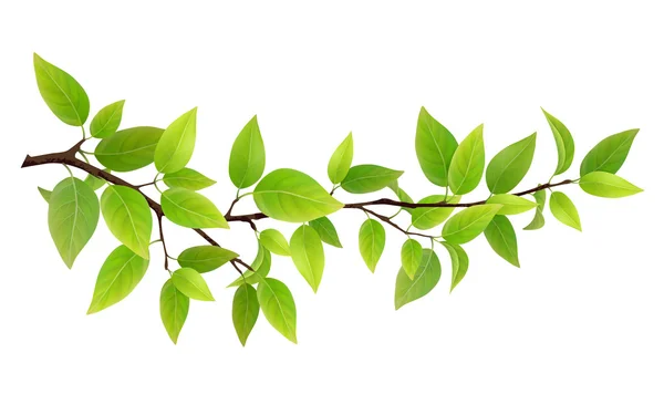 Piccolo ramo d'albero con foglie verdi — Vettoriale Stock