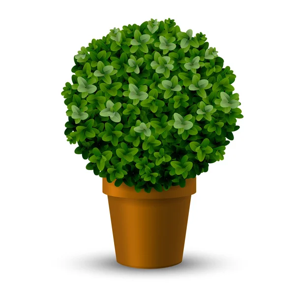 Decorative spherical boxwood in a pot — Stock Vector
