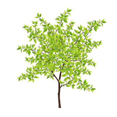 Detaylı vektör ağaç