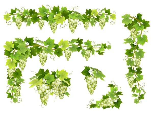 Dizi beyaz üzüm demet