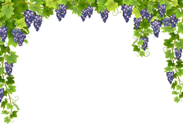 Blue grape floral frame — Stock Vector