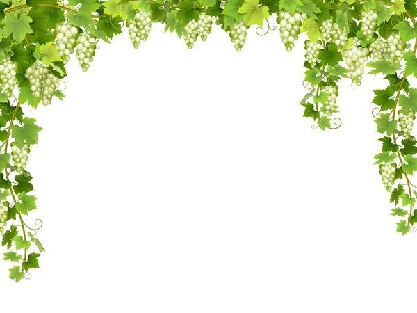 Cornice floreale uva bianca — Vettoriale Stock