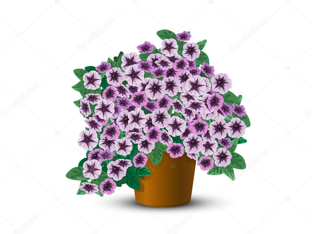 Bush petunias in a pot