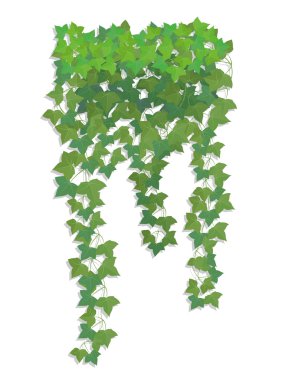 Hanging branches of ivy. clipart