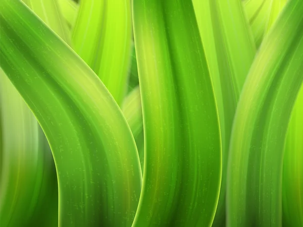 Gras macro achtergrond — Stockvector