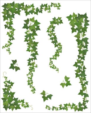 Set of Hanging branches of ivy on a white background clipart