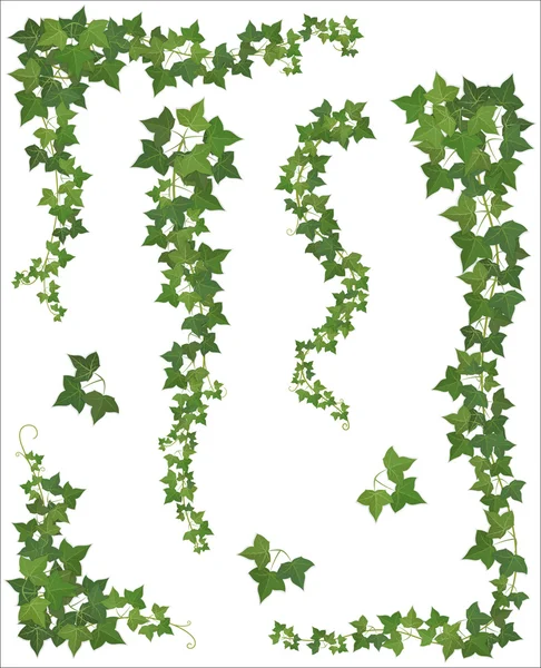 Conjunto de ramas colgantes de hiedra sobre un fondo blanco — Archivo Imágenes Vectoriales