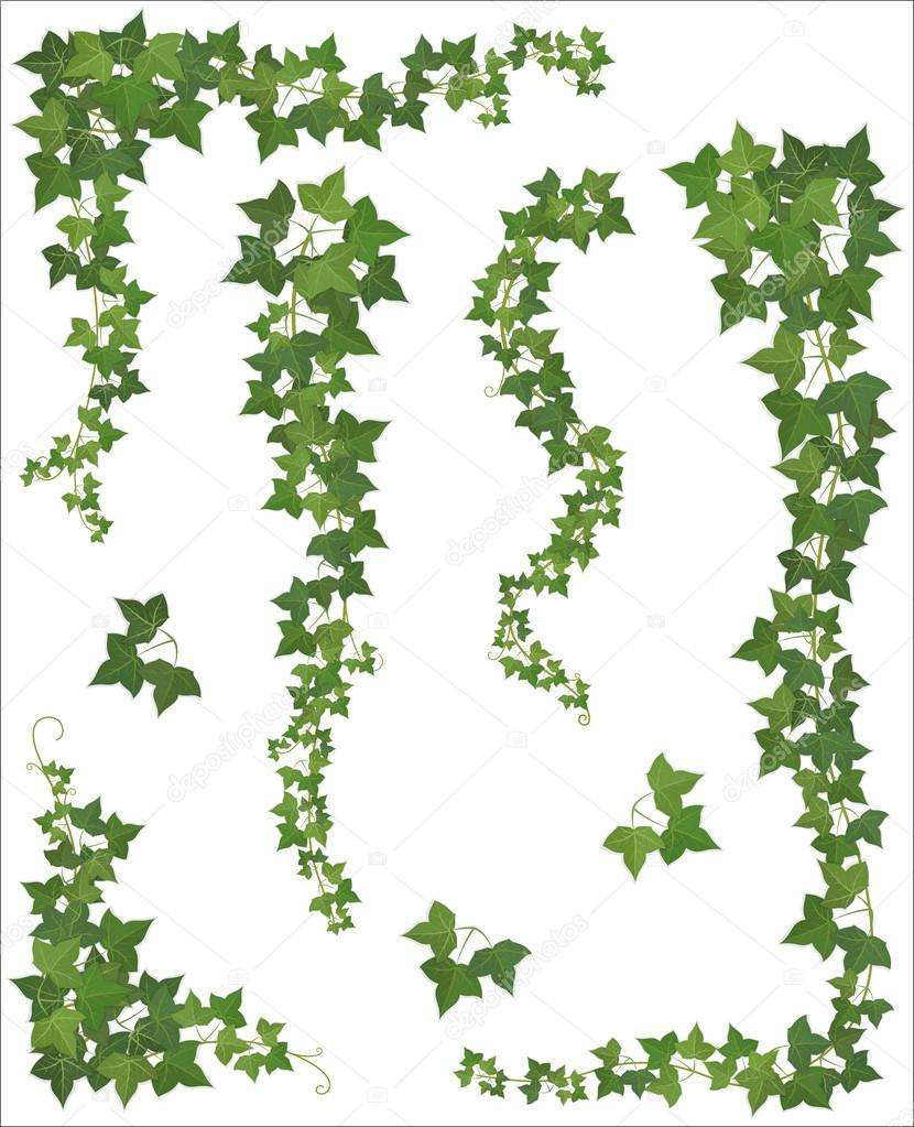 Set of Hanging branches of ivy on a white background