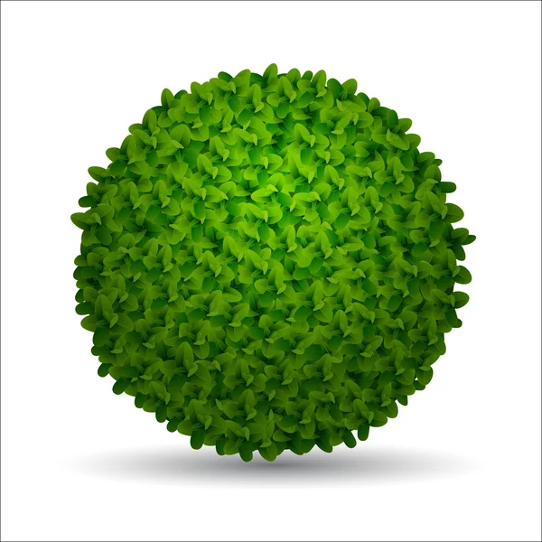 Spherical boxwood bush — Stock Vector