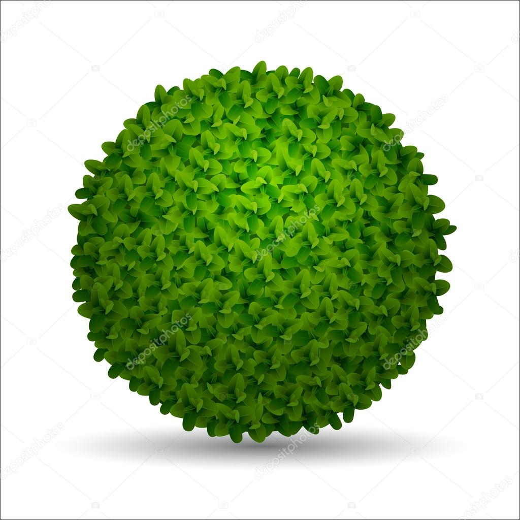 spherical boxwood bush