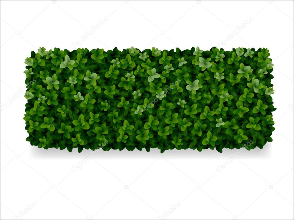 boxwood decorative fence