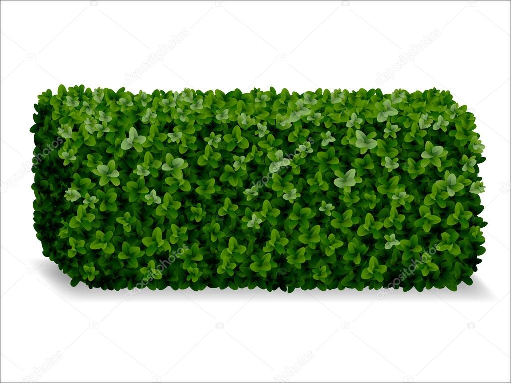 boxwood decorative fence