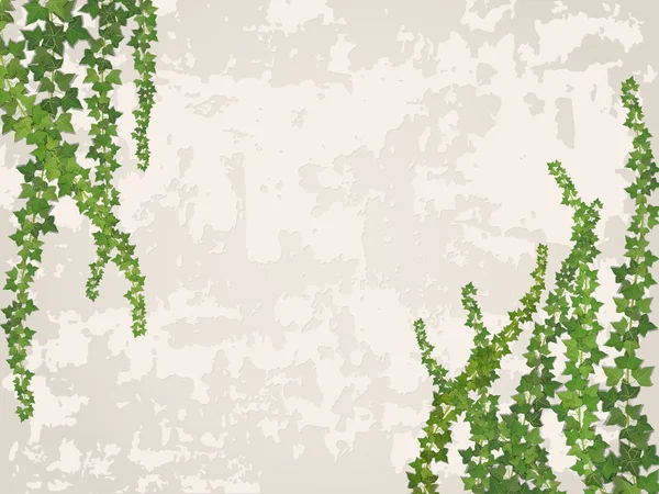 Hanging vines on the background of old stucco wall — Stockvector