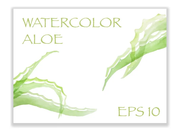 Green watercolor aloe — Stock Vector