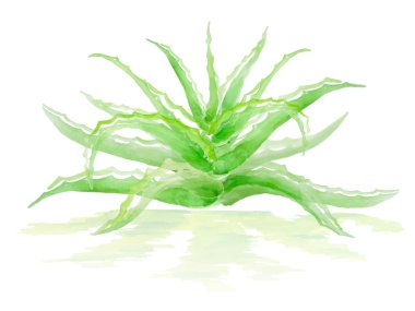 Yeşil suluboya aloe bush