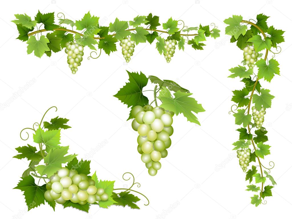 A set of bunches of white grapes.