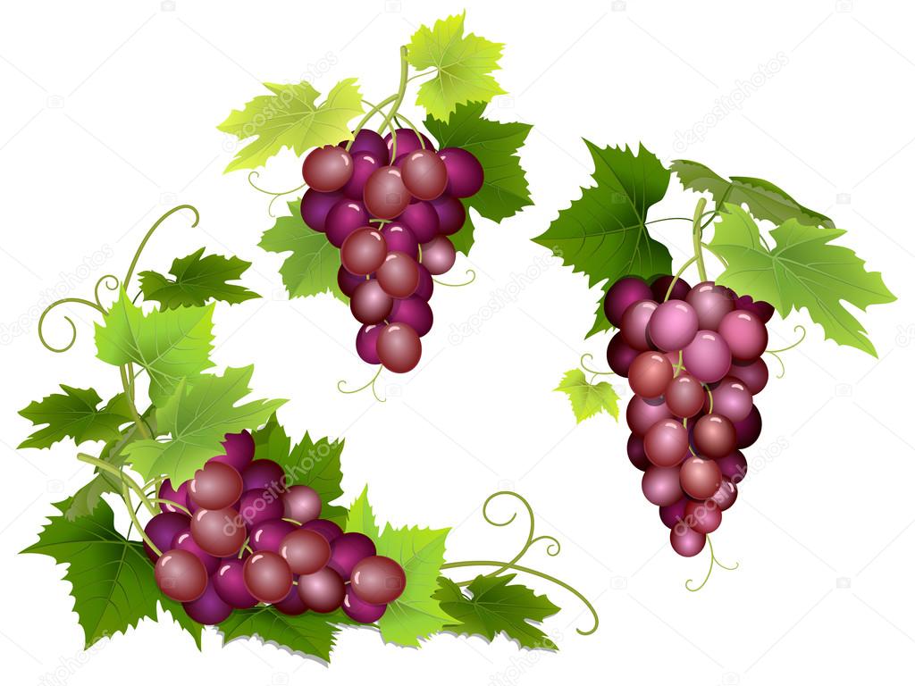bunches of pink grapes