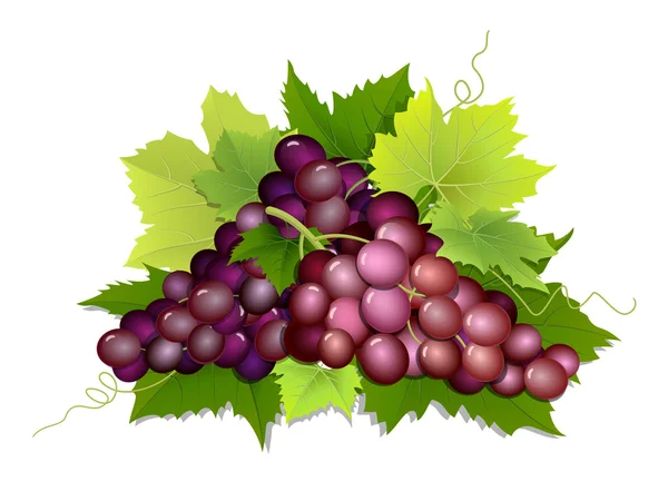 Racimo desplumado de uvas — Vector de stock