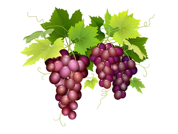 Three bunches of grapes hanging — Stock Vector