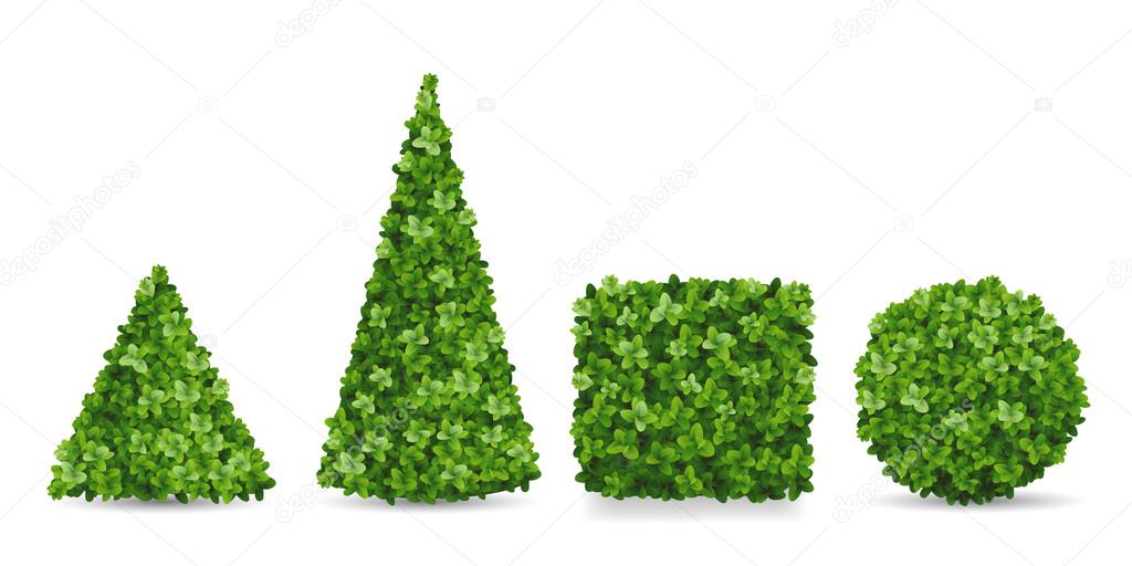 Boxwood shrubs of different topiary forms