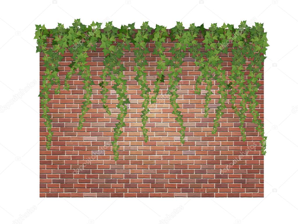 ivy shoots on the brick wall