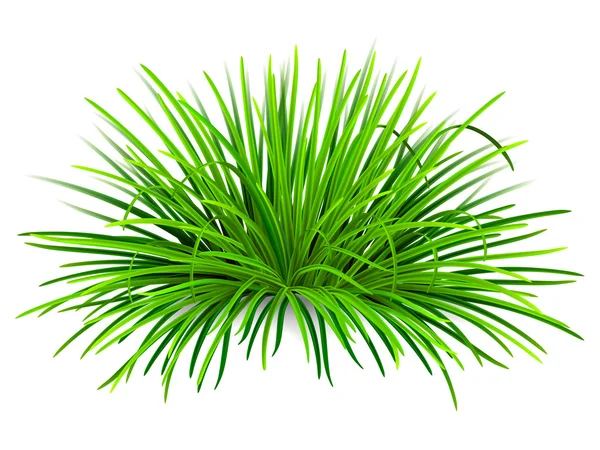 Parta zelené trávy — Stockový vektor