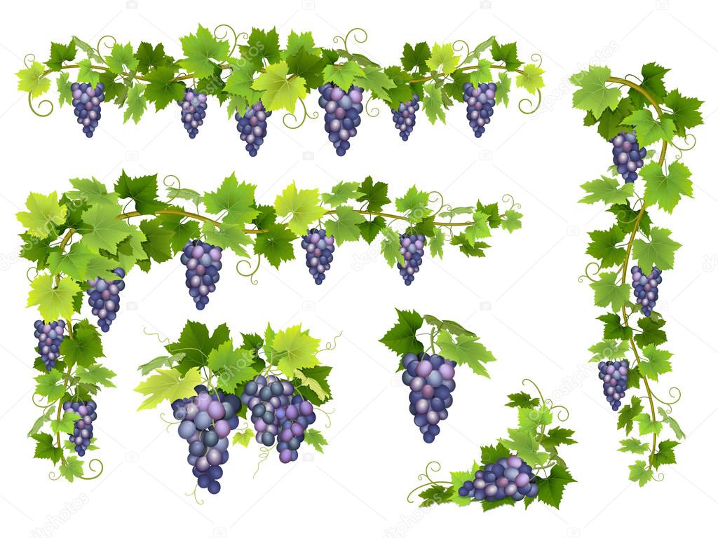 Blue grapes bunch set