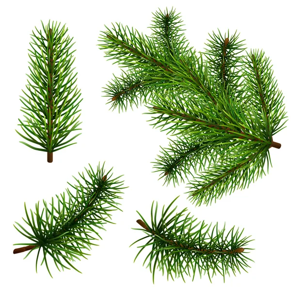 Set realistic fir branches — Stock Vector