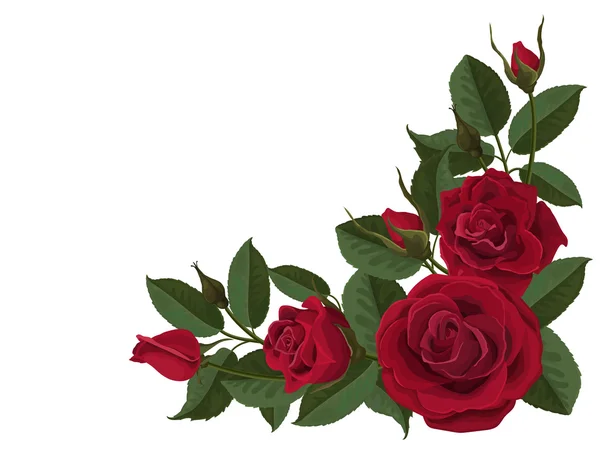 Flores rojas rosas brotes y hojas verdes — Vector de stock