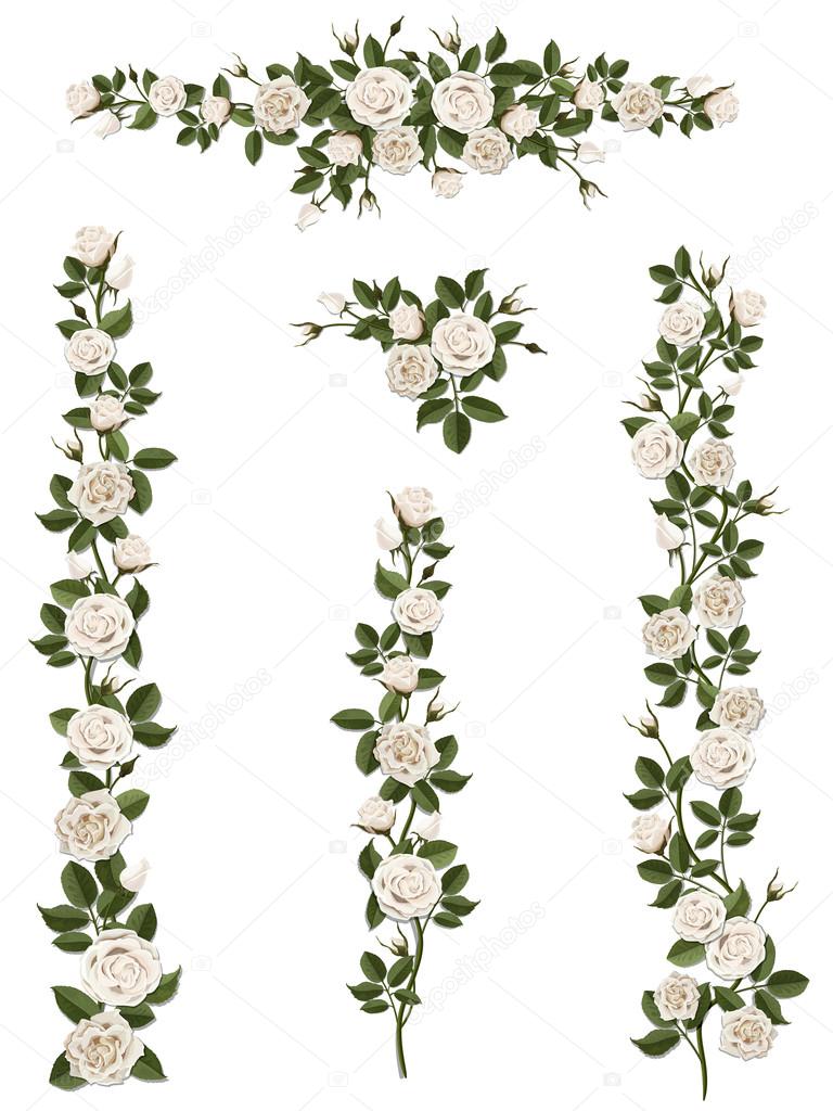 set brushes flowers climbing white roses