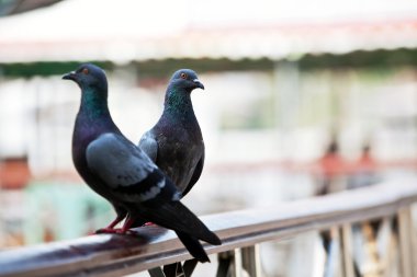 Two pigeons on handrail clipart