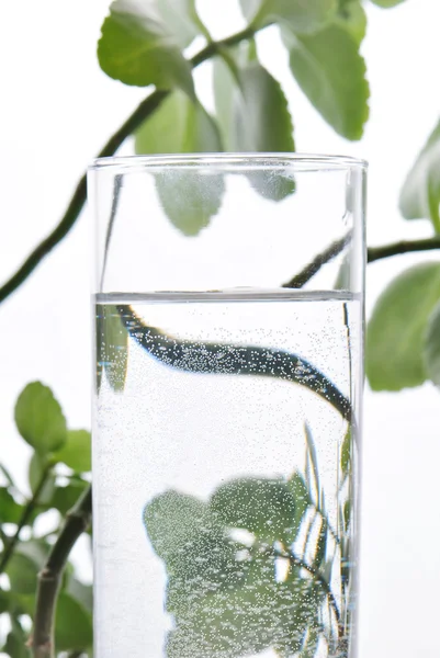 Photo de verre d'eau avec quelques plantes vertes, fond blanc isolé — Photo