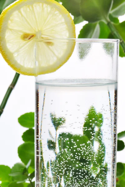 いくつかの緑の植物、白い孤立した背景とそれに水とレモンのガラスの写真 — ストック写真