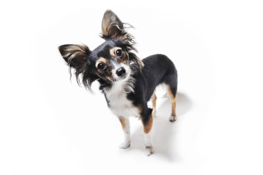 köpek izole fotoğrafı meraklı duygusal