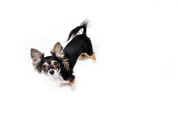 Foto de juguete emocional terrier perro mirando hacia arriba aislado sobre fondo blanco — Foto de Stock