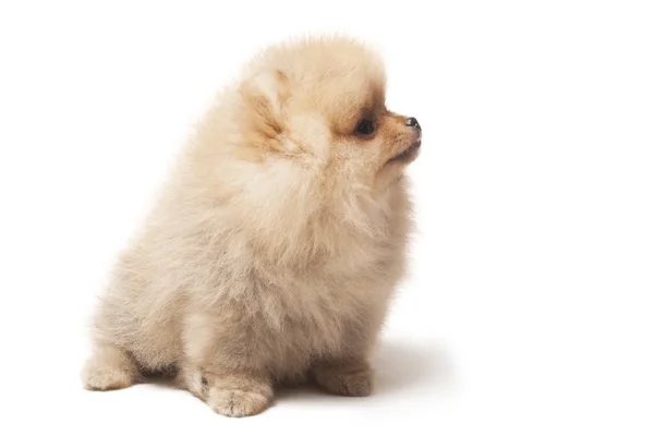 Foto del perro spitz sentado aislado sobre fondo blanco —  Fotos de Stock