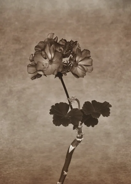 Blume in Sepia monochrom — Stockfoto