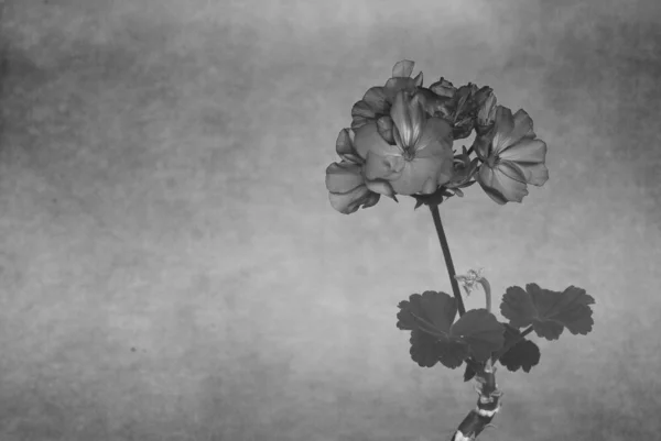 Blume in schwarz und weiß einfarbig — Stockfoto