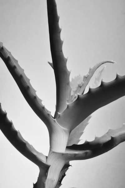 Planta de aloe vera aislada en blanco en blanco y negro monocromo — Foto de Stock