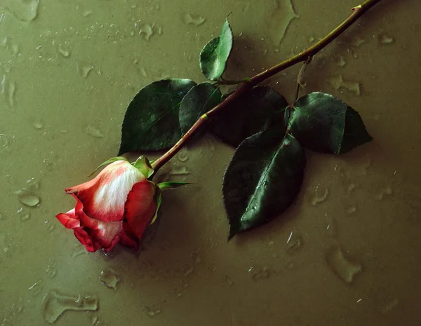 Rózsa virág víz droped alapon fekvő — Stock Fotó