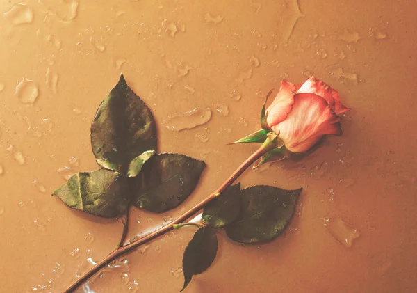 Rosa blomma liggande på vatten droped bakgrund — Stockfoto