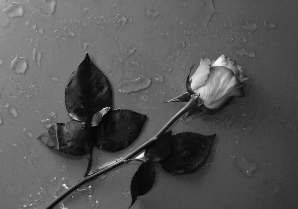 Rosa flor acostada sobre el agua fondo caído en blanco y negro — Foto de Stock