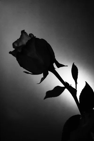 Silhouette di fiore di rosa su sfondo bianco e nero — Foto Stock