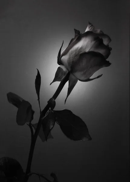 Silhouette de fleur de rose en fond noir et blanc — Photo