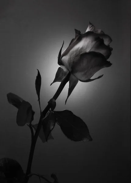 Silueta de flor de rosa en fondo blanco y negro — Foto de Stock