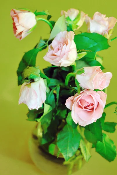 Rózsa kacsapástétom a váza, zöld háttér — Stock Fotó