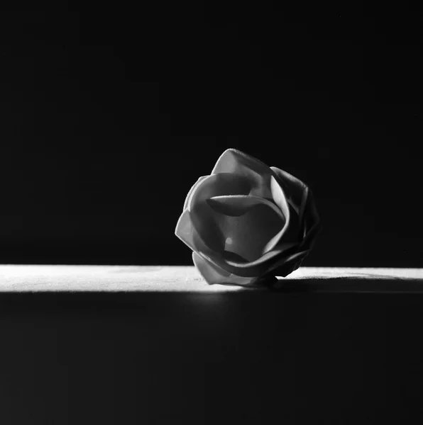 Rose bud in studio background — Stock Photo, Image